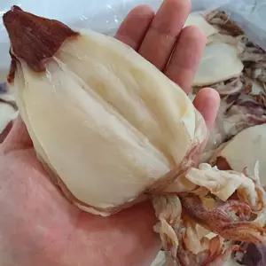 냉동 햇 반건조 한치 5미 10미 말린한치 건한치 구이용