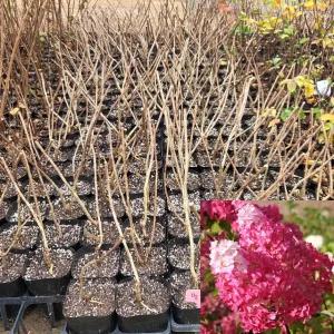 유럽목수국 묘목 (프레이즈멜바) 4치포트묘 관상수 꽃나무 모종