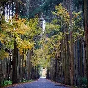 대마도 1일 #특가모객 #일요일출발 #노바호 #당일치기 #가성비 추천