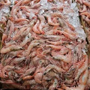 싱싱햇 국산 냉동 달마새우 급냉 달마 새우 1kg