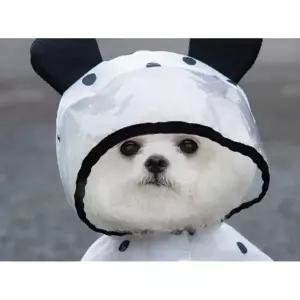 집사사랑 강아지옷 곰돌이 땡땡이 우비망토