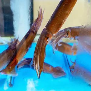 야들야들 부드러운 식감 끝판왕 급냉 원양산 총알한치 500g 1kg 통찜용