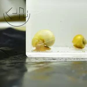 알비노 애플 스네일 (관상어, 열대어, 청소 물고기)