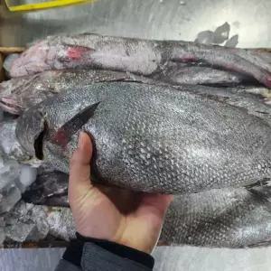 단고 자연산 민어회 500g