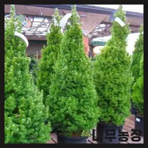 코니카가문비 묘목 10주 포트