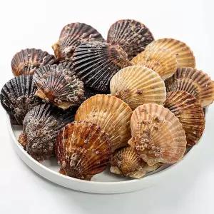 신품종 가리비 통영 흑백가리비 1kg