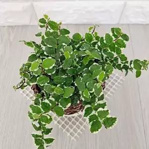 화분 인테리어 식물 집들이선물 반려 테이블 실내 공기 정화 식물 가드닝 반그늘 조경 관엽