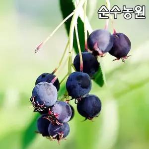 준베리나무 묘목 실생1년 뿌리묘(특) 5개/과실수/유실수