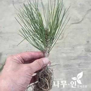 [나무인]황피금송(분재용 접목묘목)