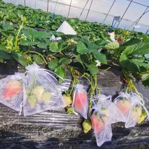 과일 방조망 새보호 포도망 방충망 방조커버 과수원 보호망