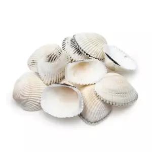 조개껍데기(10개입)