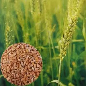 꽃씨앗 조선밀 참밀 벼과 곡물 씨앗 야생화 종자 품종 30g