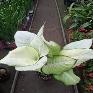 디펜바키아/흰나비처럼고급스러움/최고의 공기정화식물/고급진 실내인테리효과