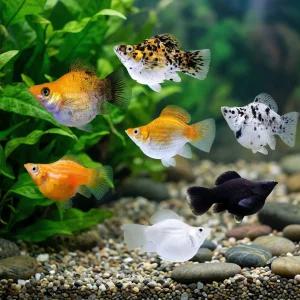 열대어 A급 풍선몰리 5마리 랜덤 세트