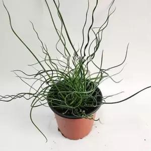 특이한 식물 실내음지 스프링골풀 30cm 3개 사무실