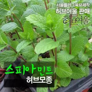 [모종] 스피아민트 (허브티 식용허브 노지월동) 허브모종 10개 (서울육묘생산 정품모종)