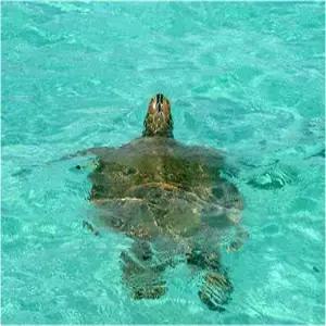 [올인클루시브] 코타키나발루 5일 #오전출발 #마젤란 수트라 #디럭스씨뷰 #골드카드 #18시 레이트체크아웃 #공항픽업 #T라운지