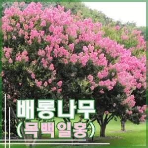 배롱나무 묘목 목백일홍 R2~3점/R4점 분묘 개화주