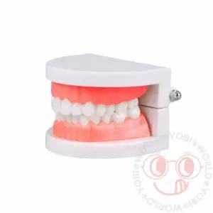 치아 모형 이빨모형 치아교구/교육용/치과/놀이/양치/덴탈/학습/구강/교육/견고한/어린이/유치원/학교/입모