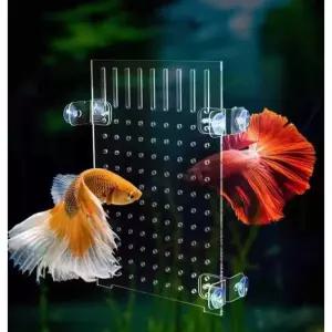 수조 아크릴 칸막이 어항 투명 물고기 분리대 파티션 베타 치어