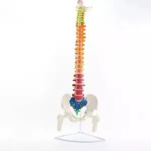 골반 척추모형 85cm 학교 대퇴골 관절 교육용 인체 과학실 해부학