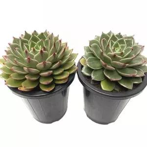 (튼튼)베하몰 실내 식물 1+1 루돌프 다육 15cm 다육이 화초 인테리어 인테리어용