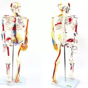 인체 대퇴골 모형 다리 발바닥 다리뼈 해부학 뼈 하지