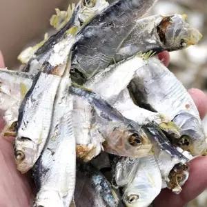 VB 국산 디포리 국물용 육수용 밴댕이 250g