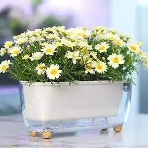 그린플랜팅 심지 저면관수 사각 투명 자동급수 화분 베란다포트