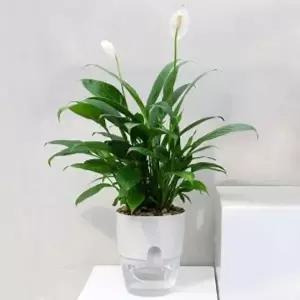 워터뷰 원형 자동급수 화분/ 심지 저면관수화분