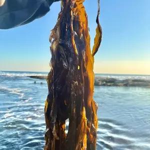 물미역 당일채취 기장 생 해조 2kg