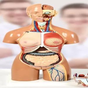 인체 해부학 모형 해부 근육 23부품 골격 1대1 해부도 드로잉 장기 85cm