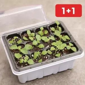 육묘 트레이 모종 파종 온실 씨앗 새싹채소 재배 미니