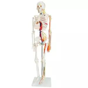 교육용 해부학 인체 뼈모형 과학실 해골 전신