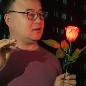 (올핀)불빛장미 마술 제이엘 핑크 딜라이트미 포함