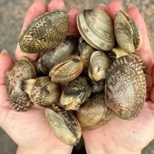 자연산 남해 바지락 1kg 50-60미 활바지락 생 물바지락 제철바지락 국산바지락 국내산바지락 소주안주