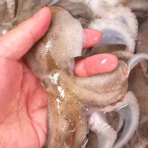 국내산 활 쭈꾸미 암수 랜덤 1kg(8-13미내외)