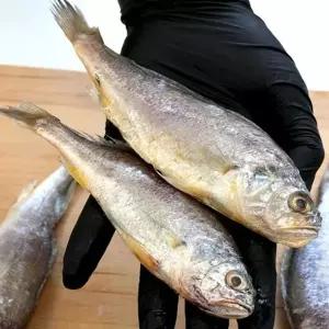 급냉 국산 참 조기 1kg 16-20미 냉동 참 조기 깡치 냉동 조기 에어프라이어 제사조기 제사용조기 국산조기