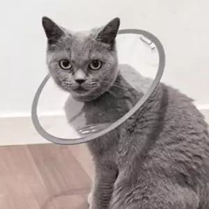 [반려] 고양이 초경량 UFO 넥카라 S 1P 수술 깔대기 상처