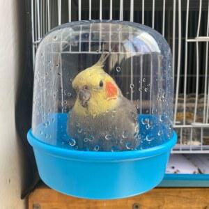 앵무새 목욕 용품 목욕용품 물놀이 pool 목욕통 욕조, 모이통 화이트 paddling