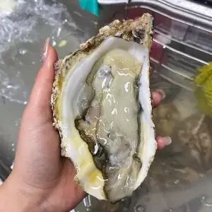 통영 삼배체 굴 1kg 2-4미 통영 개체굴 입망 석화 굴 통영 굴 석화 삼베체굴 대왕굴 통영 석화 통영 각굴