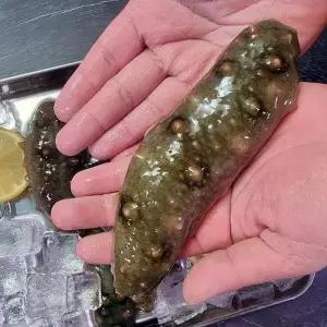 남해 활 해삼 1kg 4-14미 자연산 해삼 고노와다 바다의산삼 해삼 회 배송 집에서소주안주 간단한술안주