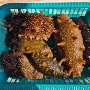 프리미엄 강원도 돌기 해삼 500g 1-3미 활해삼 자연산해삼 고성 속초해삼 동해 해삼 회 집에서 소주안주