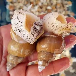 포항 백고동 1kg 40-50미 소 활백고동 자연산백고동 포항 백 골뱅이 생골뱅이 백고둥 생물골뱅이 활골뱅이