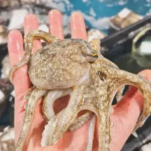 국내산 알배기 선별 활 주꾸미 1kg(알배기45~50%/6-11미내외)