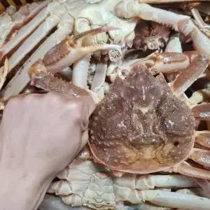 S급 마가단 자숙 박달대게 3kg (2-3마리)