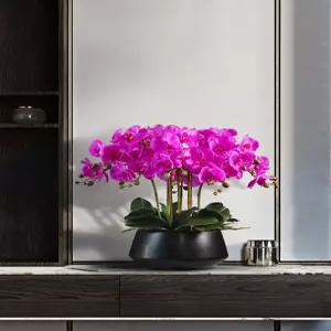 화분 호접란 선물 대형 서양난 집들이 장식 사무실 승진