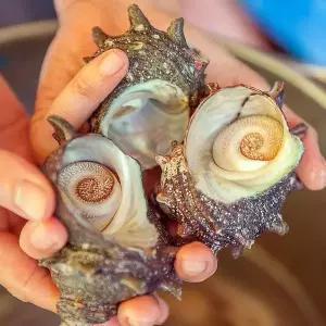 [셀러허브]거제 통영 뿔소라 1kg 6-12미 자연산 뿔소라 해녀 뿔소라 뿔고동 전복소라 활 소 (S22660481)