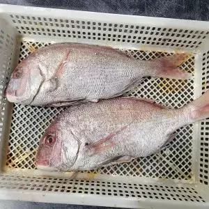 [셀러허브]반건조 통영 참 돔 1마리 400~500g 중짜 자연산 참돔 반건조 참돔 참 도미 자연 (S27360946)