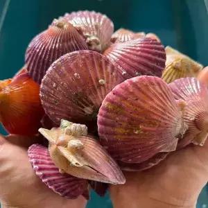 [셀러허브]통영 홍가리비 1kg 18-22미 통영 가리비 생 가리비 찜 생물 가리비 택배 활 가리 (S41586852)